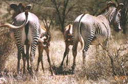 zebra mothers